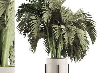 Plants Collection 138 Big Palm 3D model