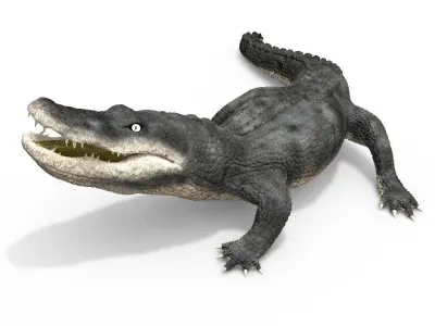Alligator 3D model