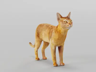 Abyssinian Cat 3D model