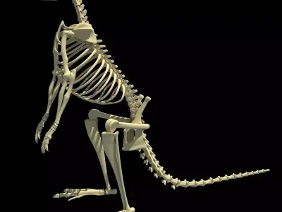 Kangaroo Skeleton 3D model