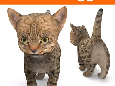 Wild  Cute cartoon Cat Rigged 3D  Low-poly 3D model