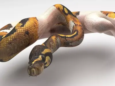 Piebald Ball Python Snake 3D model
