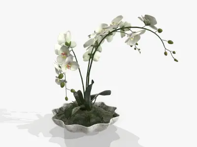 Orchidaceae orchid in vase 3D model