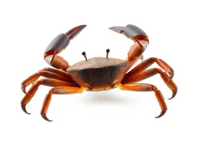 Coconut Crab Tropical Design model pack Low-poly 3D model