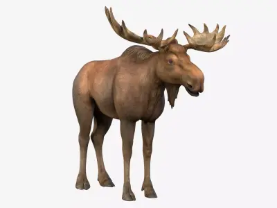 Moose Low-poly 3D model