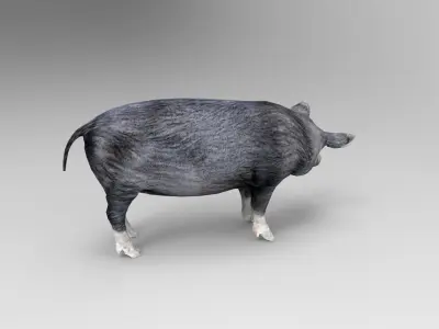 Black Pig Rigged  Low-poly 3D model