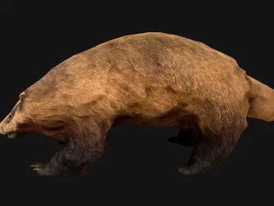 Badger Low-poly 3D model