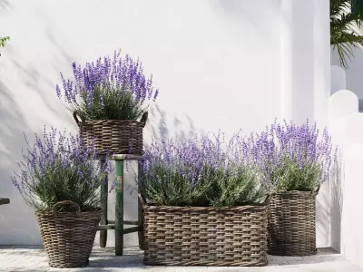 Lavender in Wicker Baskets  3D Model Set 3D model
