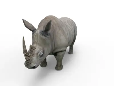 Rhino rigged Animated Rhinoceros realistic 3d Model Low-poly 3D model