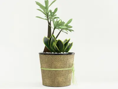 Decor Dish Planter 3D model
