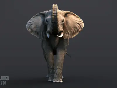 African Elephant XGEN CORE RIGGED 3D model