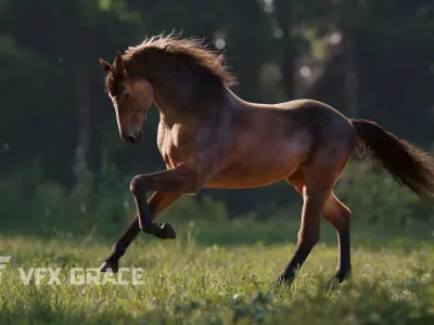 Brown Horse Animation   VFX Grace 3D model