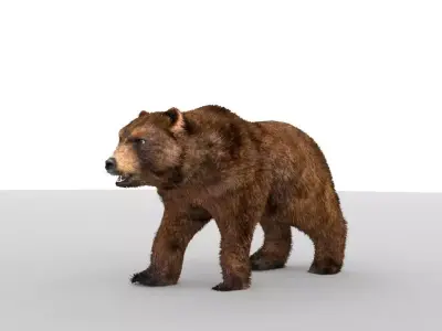Middle-poly model Bear 3D model