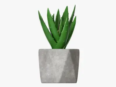 Potted plant decorative 10 3D model
