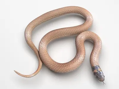 Crowned Snake 3D model