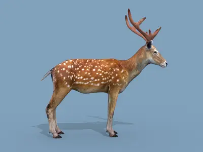 Pro Deer 8K - 3d animated 3D model