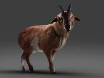 Fur Goat 04 Rigged in Blender  Low-poly 3D model