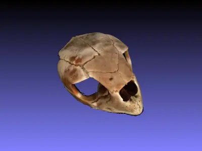 Caretta Caretta sea turtle Skull 3d object capture 3D model