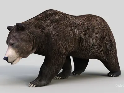 Brown Bear PRO 3D model