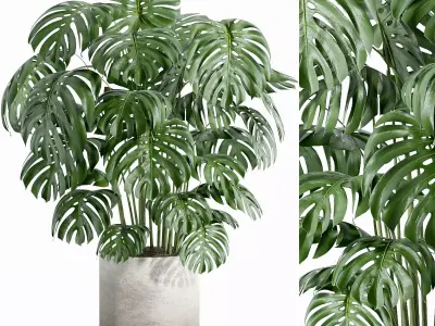 Indoor plant - set 27 3D model