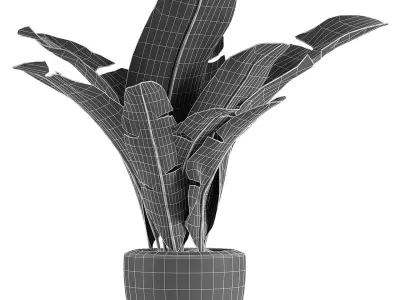Plant in Pot Flowerpot Exotic Plant 3D model