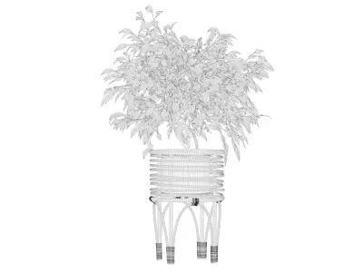 Ficus benjamina in rattan stand 3D model