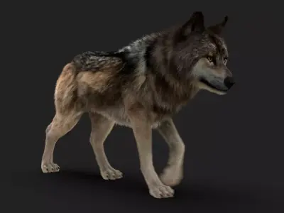 Wolf FUR Animated 3D model