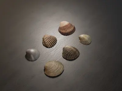 Sea shells collection Vol 2 Low-poly 3D model