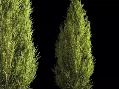 Juniper and thuja bushes for landscape design 1165 3D model