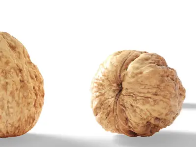 Walnut v1  3D model