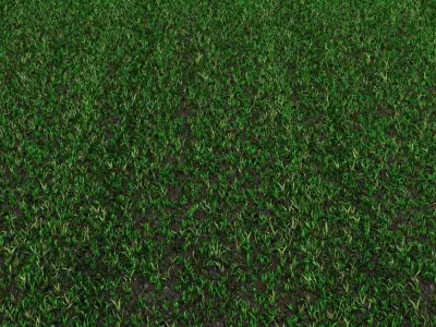 Lawn Grass Free 3D model