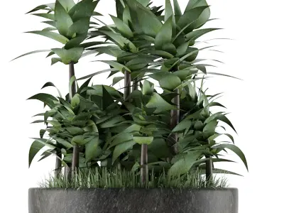 House Plant 21 3D model