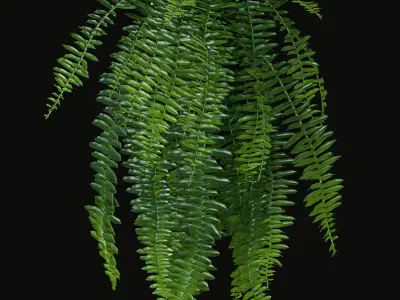 Hanging Plants Set 3D model