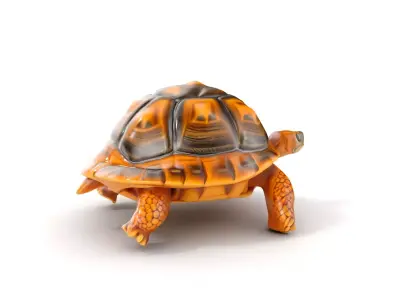 Realistic Tortoise D Model Pack with Detailed Textures Low-poly 3D model