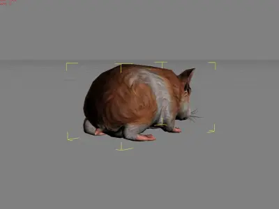 Hamster Animal  Low-poly 3D model