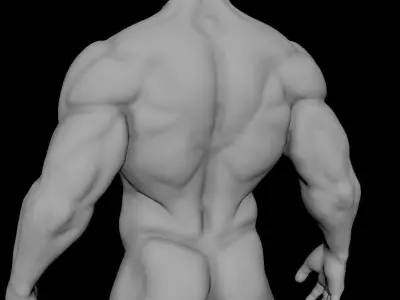 muscular sculpt base mesh humanly accurate 3D model