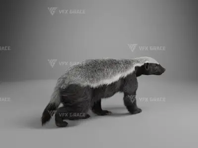 Mellivora Animation - Blender 3D model