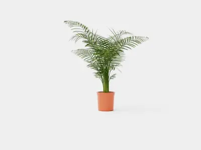 Dypsis lutescens Low-poly 3D model