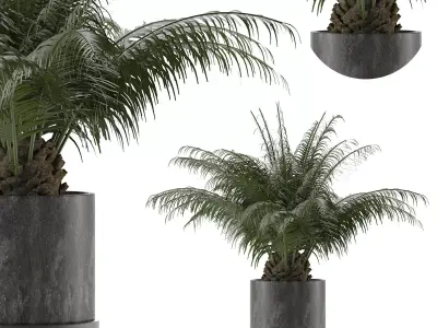 House Plant 32 3D model