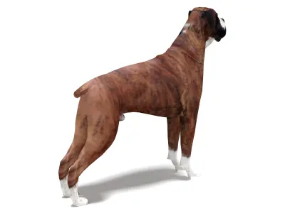 Boxer Dog 4K 3D model