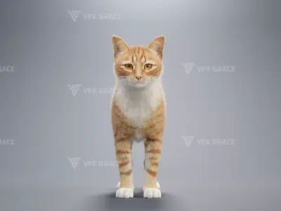 Orange white cat Animation  Blender 3D Model 3D model