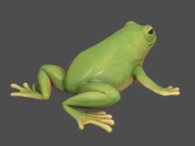 Tree frog Low-poly 3D model