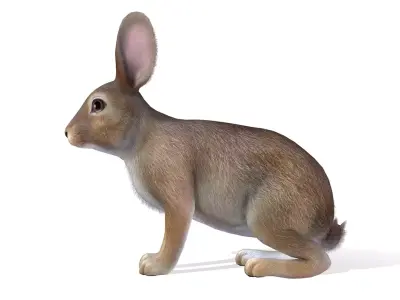 Rabbit Family Low-poly 3D model