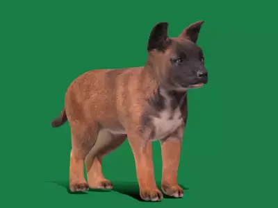 Belgian Shepherd Puppy Dog Low-poly 3D model