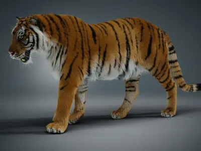 Siberian tiger 3D model