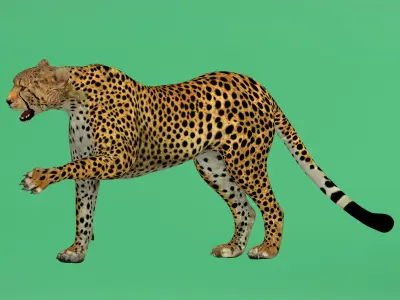 South African Cheetah Low-poly 3D model