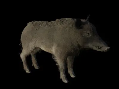 WILD BOAR RIGGED Low-poly 3D model