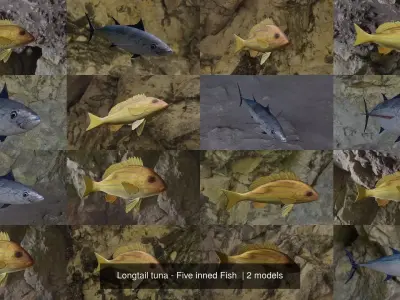 Longtail tuna - Five inned Fish  3D Model Collection
