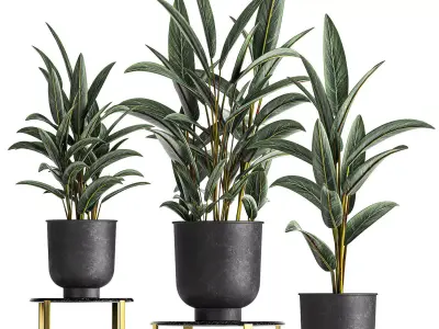 Alpinia in a pot for the interior 844 3D model