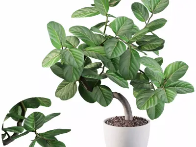 ficus benghalensis 3D model
